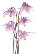columbine