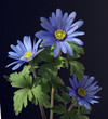 Strahlenanemone, Anemone Blanda