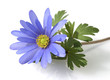 Strahlenanemone