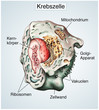 Krebszelle