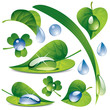 Water drops with a leafs