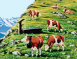 Kühe