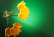 three yellow tulips with reflexion on a table