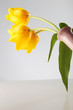 back of three yellow tulips in a vase
