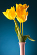 the freshness of spring