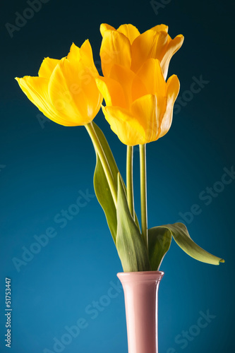 Photo: the freshness of spring the freshness of spring