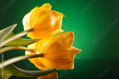 Photo: three beautiful yellow tulips on a reflective table three beautiful yellow tulips on a reflective table