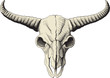buffalo skull