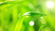 green grass