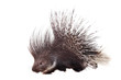 Photo: Indian crested Porcupine (Hystrix indica) on white Indian crested Porcupine (Hystrix indica) on white