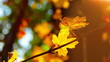 autumn foliage