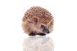 European hedgehog (Erinaceus europaeus) on white