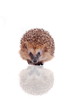 European hedgehog (Erinaceus europaeus) on white