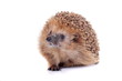 European hedgehog (Erinaceus europaeus) on white