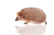 European hedgehog (Erinaceus europaeus) on white