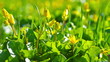 grass and flowers
