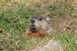 Marmotte dans son terrier