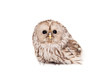 Photo: Ural Owl (Strix uralensis), isolated on white Ural Owl (Strix uralensis), isolated on white