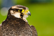 Falcon