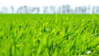 green grass