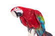 Photo: Red-and-green Macaw (Ara chloropterus) on white Red-and-green Macaw (Ara chloropterus) on white