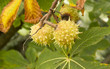 chestnut tree