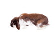 Lop-eared rabbit isolated on white