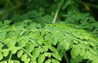 Edible moringa leaves over white background