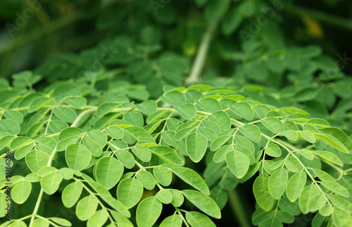 Photo: Edible moringa leaves over white background Edible moringa leaves over white background
