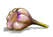 Illustration of garlic