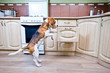 dog in kitchen