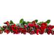 Photo: pile of red tulips border pile of red tulips border