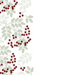 Banner with rowan and place for your text in vector.