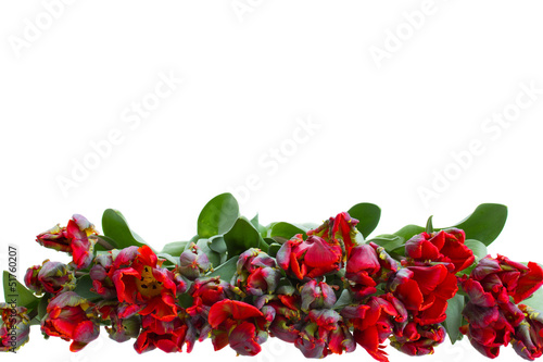 Photo: pile of red tulips border pile of red tulips border