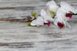 Orchideenblüte