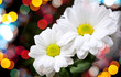 Chrysanthemum on dark background with colorful bokeh