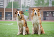two sable border collie dogs
