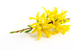 Kleiner Forsythienzweig