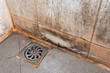 mold growing on shower tiles in bathroom