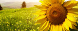 landscape with sunflowers in Tuscany, Italy