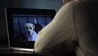 Black man sitting down at desk to teleconference with dog