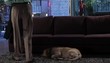 Video: Senior businessman arriving home from work, getting comfortable on sofa and greeting dog Senior businessman arriving home from work, getting comfortable on sofa and greeting dog