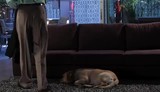 Vidéo : Senior businessman arriving home from work, getting comfortable on sofa and greeting dog Senior businessman arriving home from work, getting comfortable on sofa and greeting dog