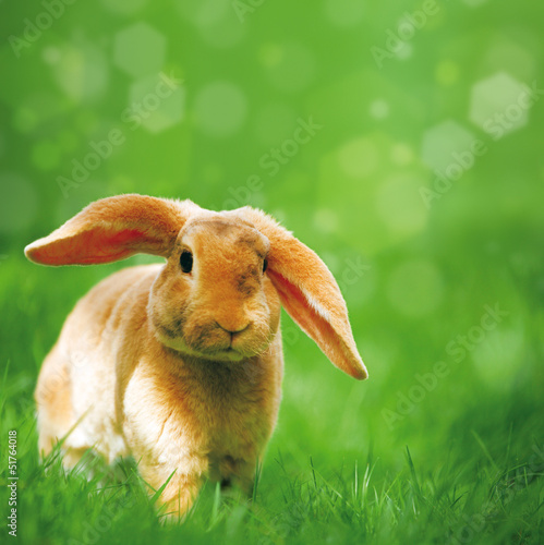 Photo: Hase in Wiese Hase in Wiese