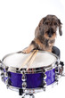 Drums and dog