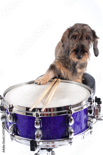 Photo: Drums and dog Drums and dog