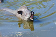 Foto: Lowland tapir (Tapirus terrestris) in water Lowland tapir (Tapirus terrestris) in water