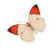 beige and red butterfly isolated on white