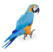 Foto: Blue-and-yellow Macaw - Ara ararauna Blue-and-yellow Macaw - Ara ararauna