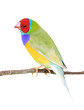 Foto: finches sitting on a branch in the forest finches sitting on a branch in the forest